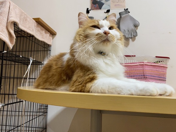 猫さん3