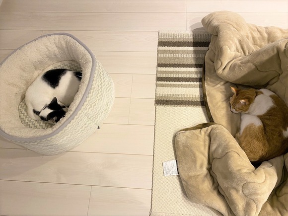 cat distance