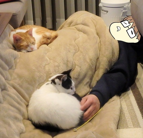 こたつ猫天国