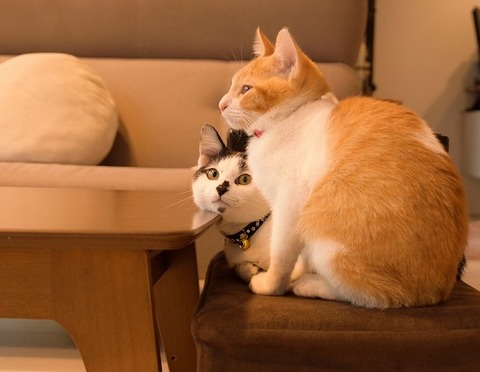 おすましヤタとナギ(猫)