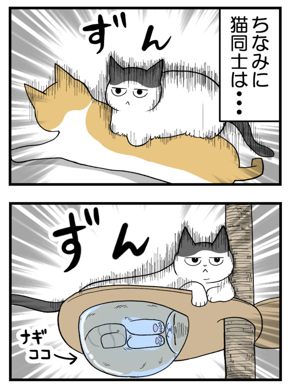 猫に踏まれると痛いけど猫はどうなの-2-