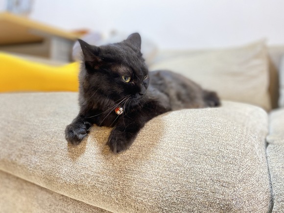 猫さん4