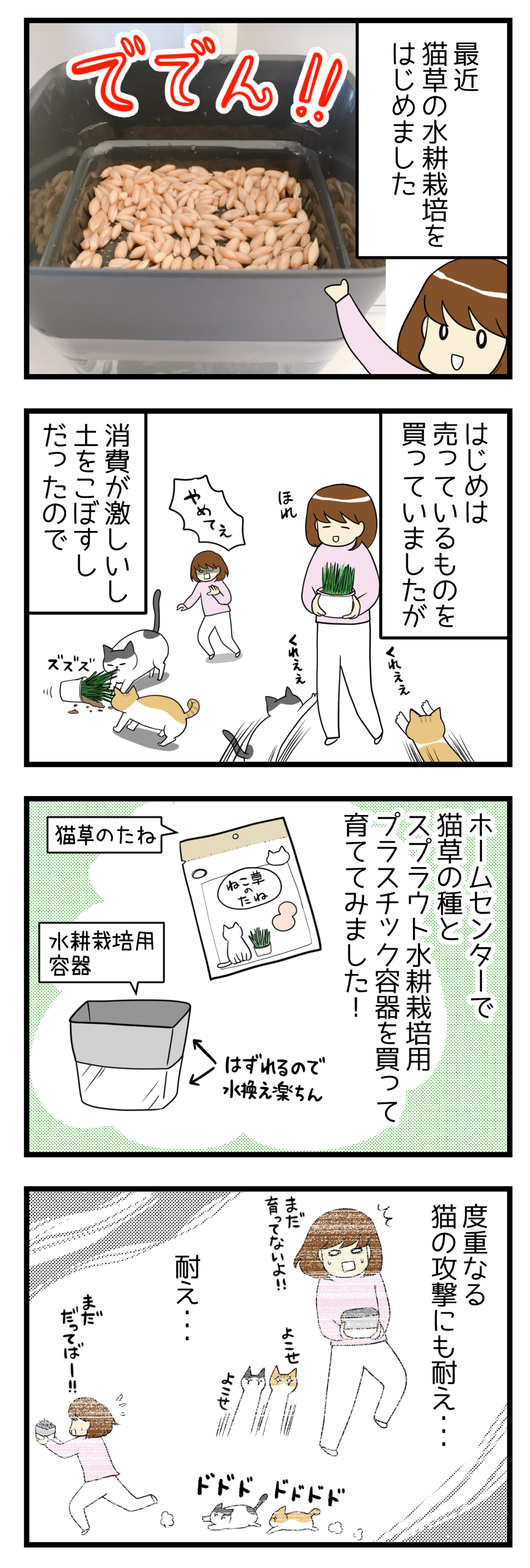 猫草を水耕栽培してみたら 猫漫画 妊活は忍活 アラフォー不妊治療体験記 その後 Powered By ライブドアブログ