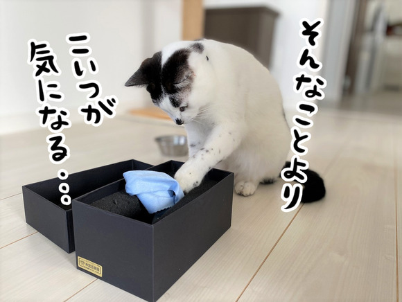 ヤタさん