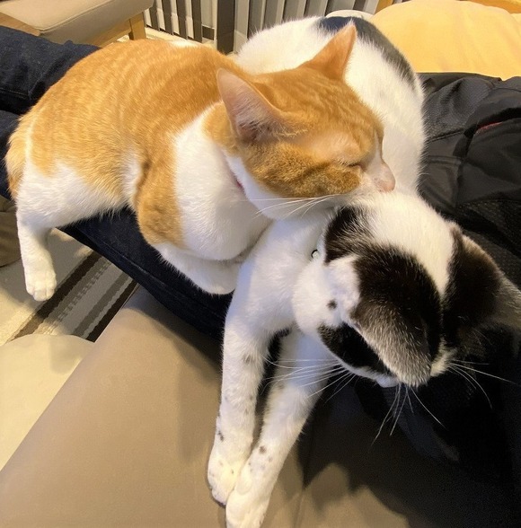 膝上でひしめき合う猫