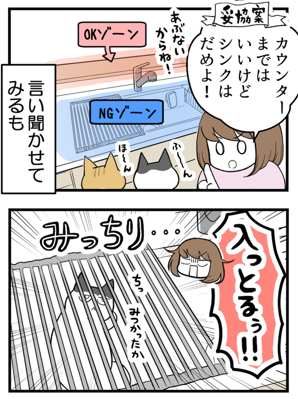 猫がカウンターに上っちゃう_2