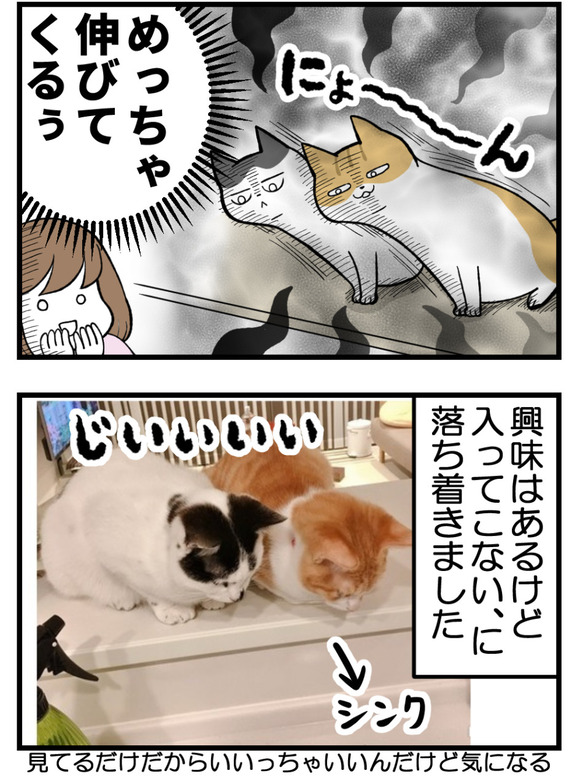 猫がカウンターに上っちゃう_4