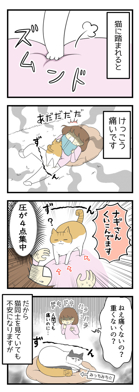 猫に踏まれるとけっこう痛いです。圧が4点集中するから食い込んでくる!だから猫同士でも踏みあっててすごく不安になりますが・・・