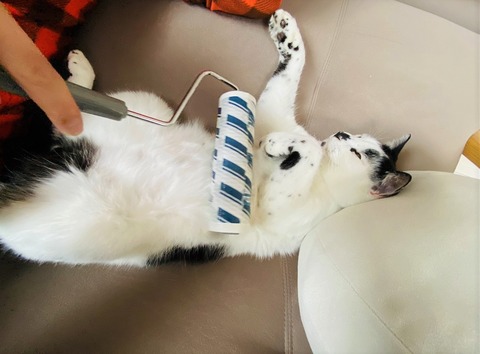猫のヤタをコロコロで掃除