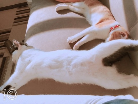 伸びて寝転がる猫たち