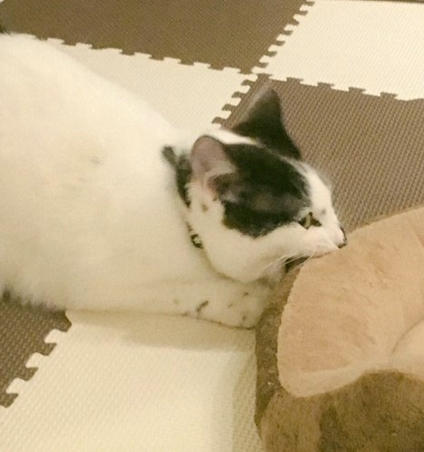 ハンター猫の画像