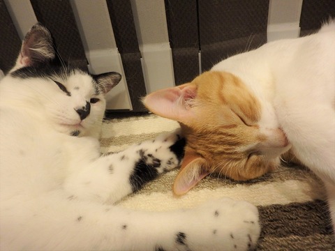 うたた寝ねこ