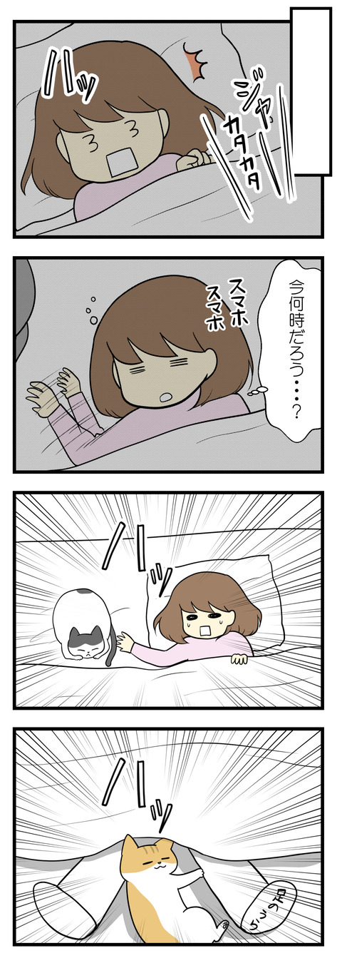 しばらくして物音で目が覚めたらいつの間にか夜みたいで、猫たちが静かに私の周りで寝ていました。