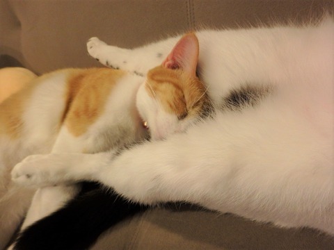 猫が猫の股でもふもふトトロ風
