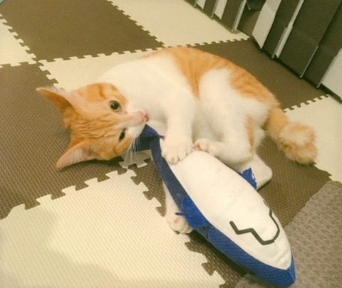 けりぐるみ猫の画像