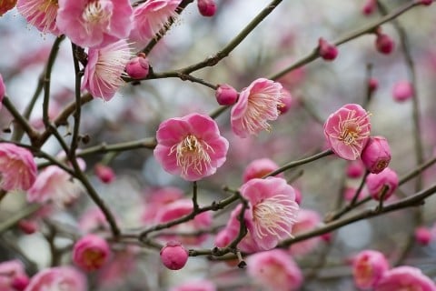 ume-umed