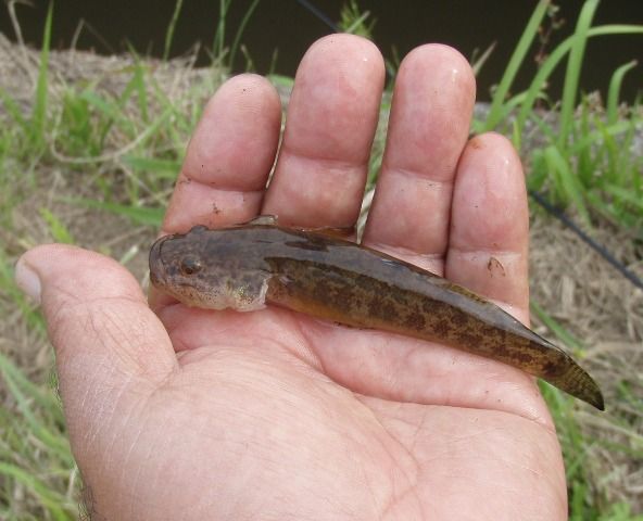 霞ヶ浦で釣れる魚たち 熱血 幸運児