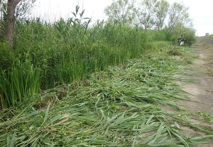 1936-3cutting