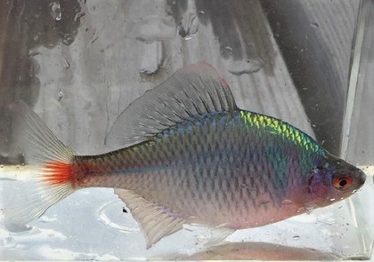 2434-1taibara