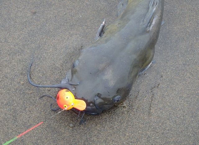 熱血 幸運児 アメリカナマズ