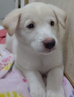 2257-7dog