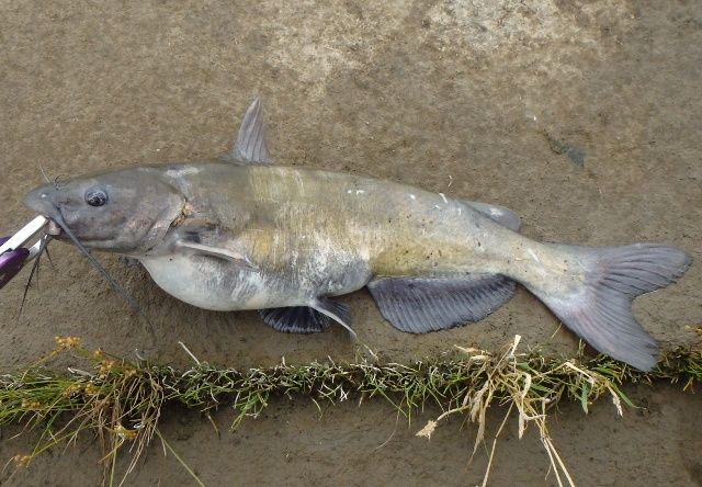 パンガシウス 熱血 幸運児