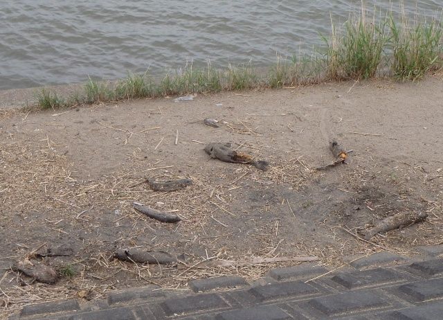 殺して放置するんじゃねぇよ 熱血 幸運児