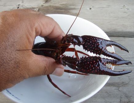 大きな爪のザリガニだっ 熱血 幸運児