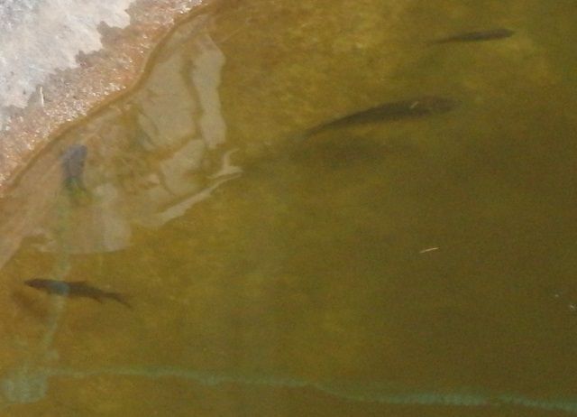 健康な魚を育てる水草プロジェクト 熱血 幸運児