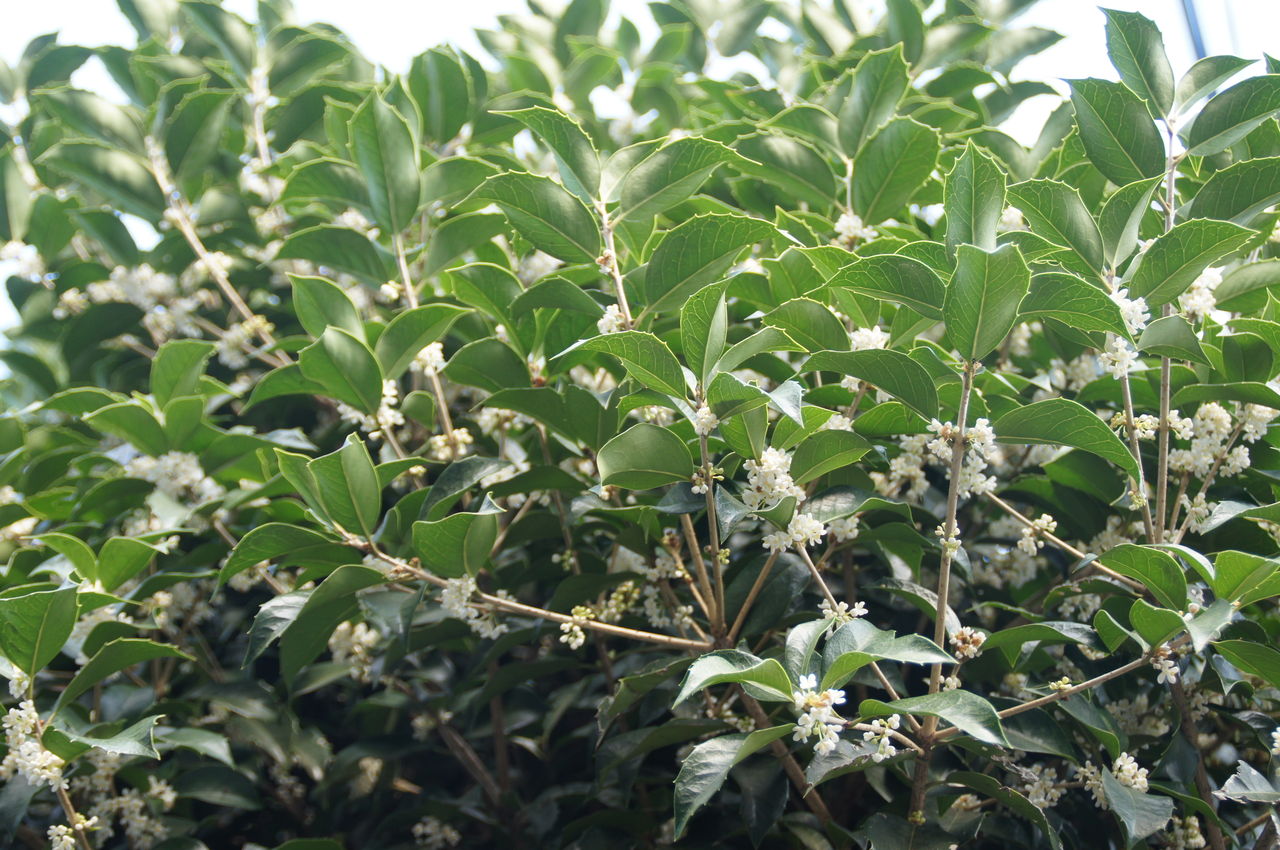 おじゃま虫の眼 41 おじゃま虫