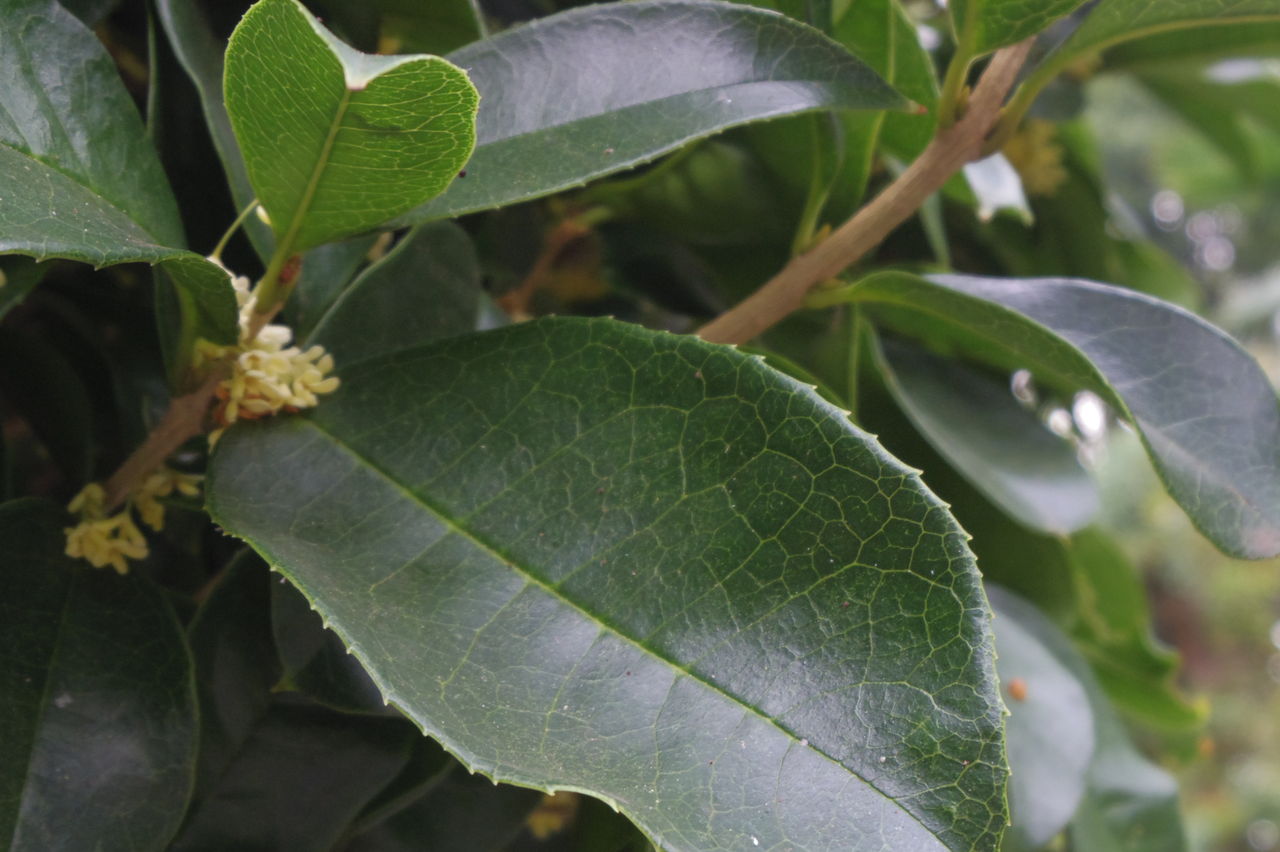 おじゃま虫の眼 41 おじゃま虫