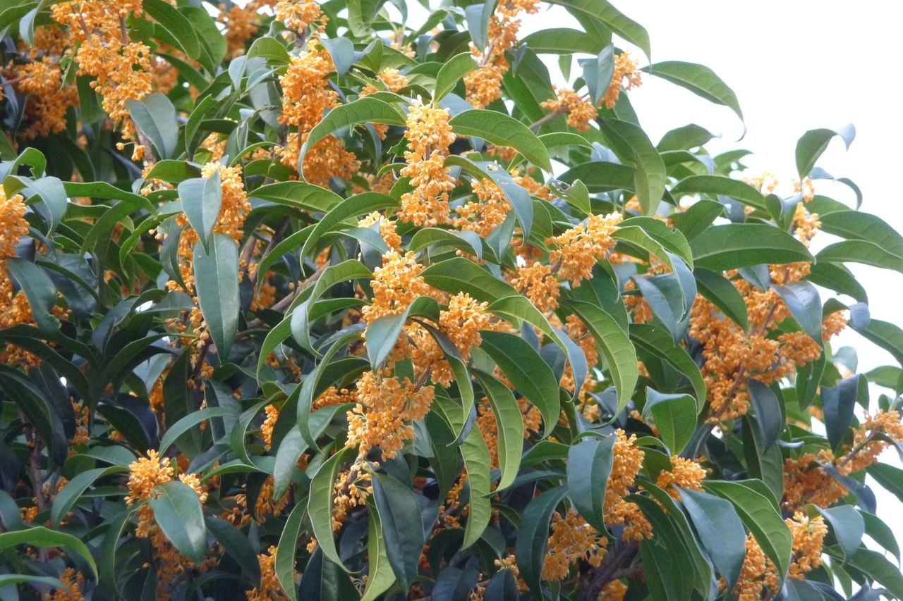 おじゃま虫の眼 41 おじゃま虫 おじゃま虫の眼 41 おじゃま虫
