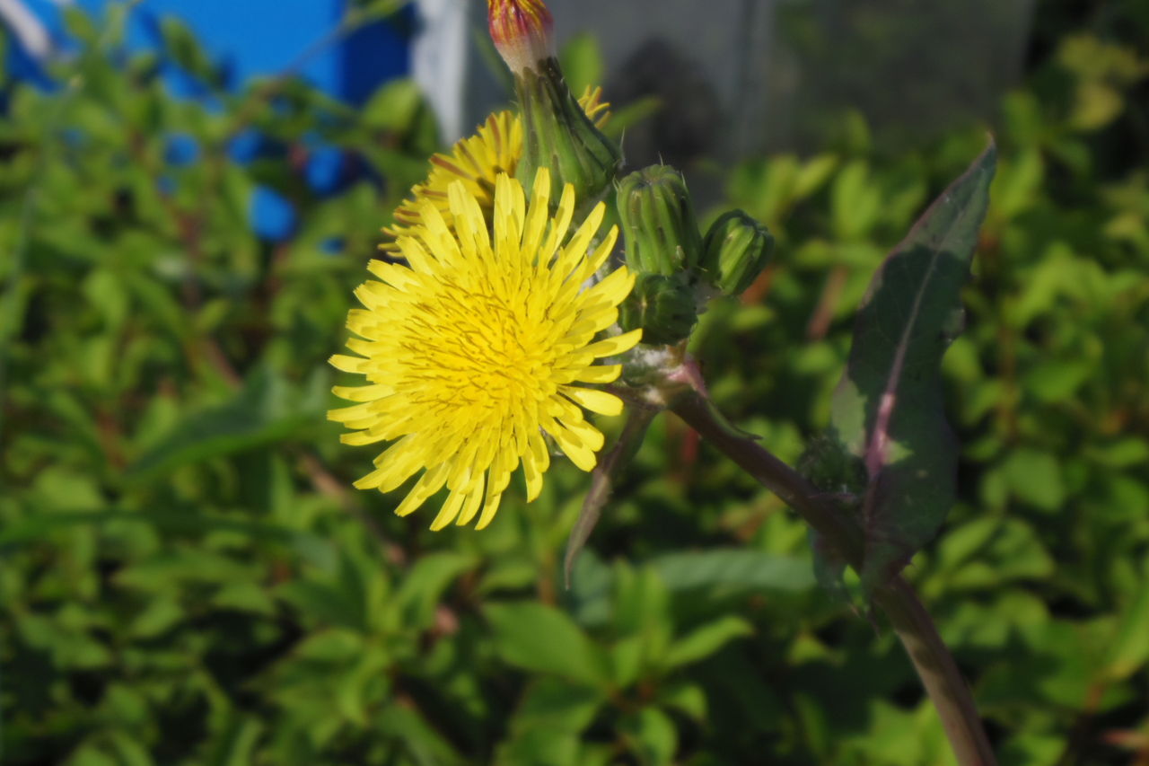 おじゃま虫の花散歩 13 おじゃま虫 おじゃま虫の花散歩 13 おじゃま虫