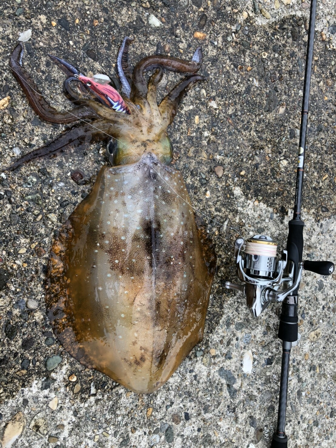 釣果情報 新潟県 寝屋漁港 功晴丸 第八功晴丸 潜りの眼