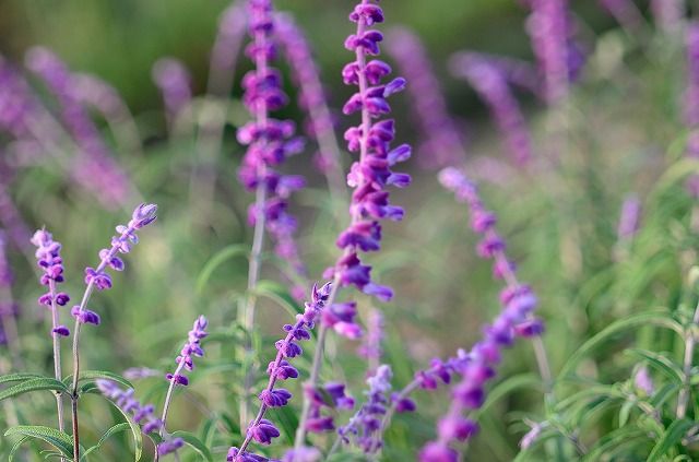 花畑の花 ビロードトラノオ チャーチャン日記