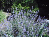 DSCN5778