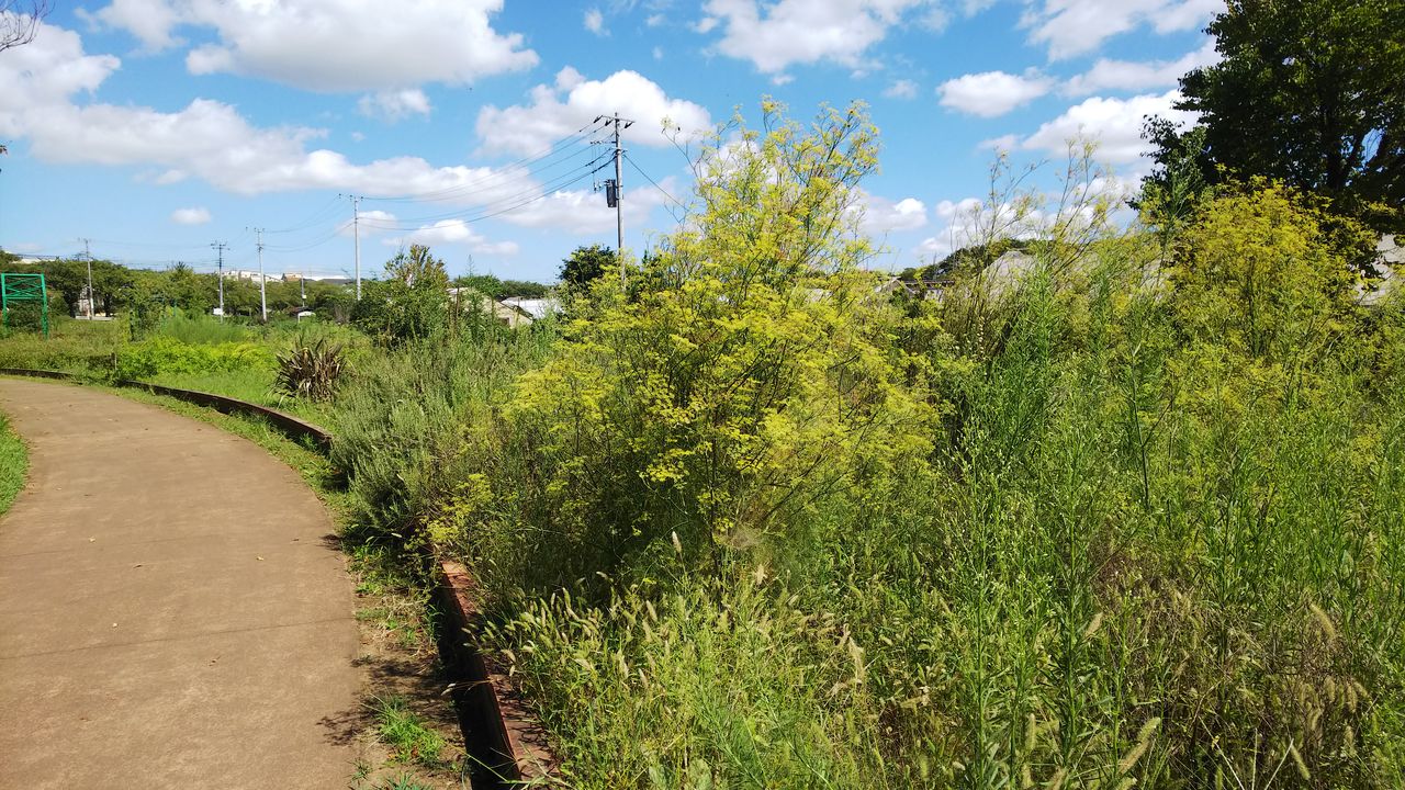 さいたま市のハーブ園です 月と太陽の幸草哲学