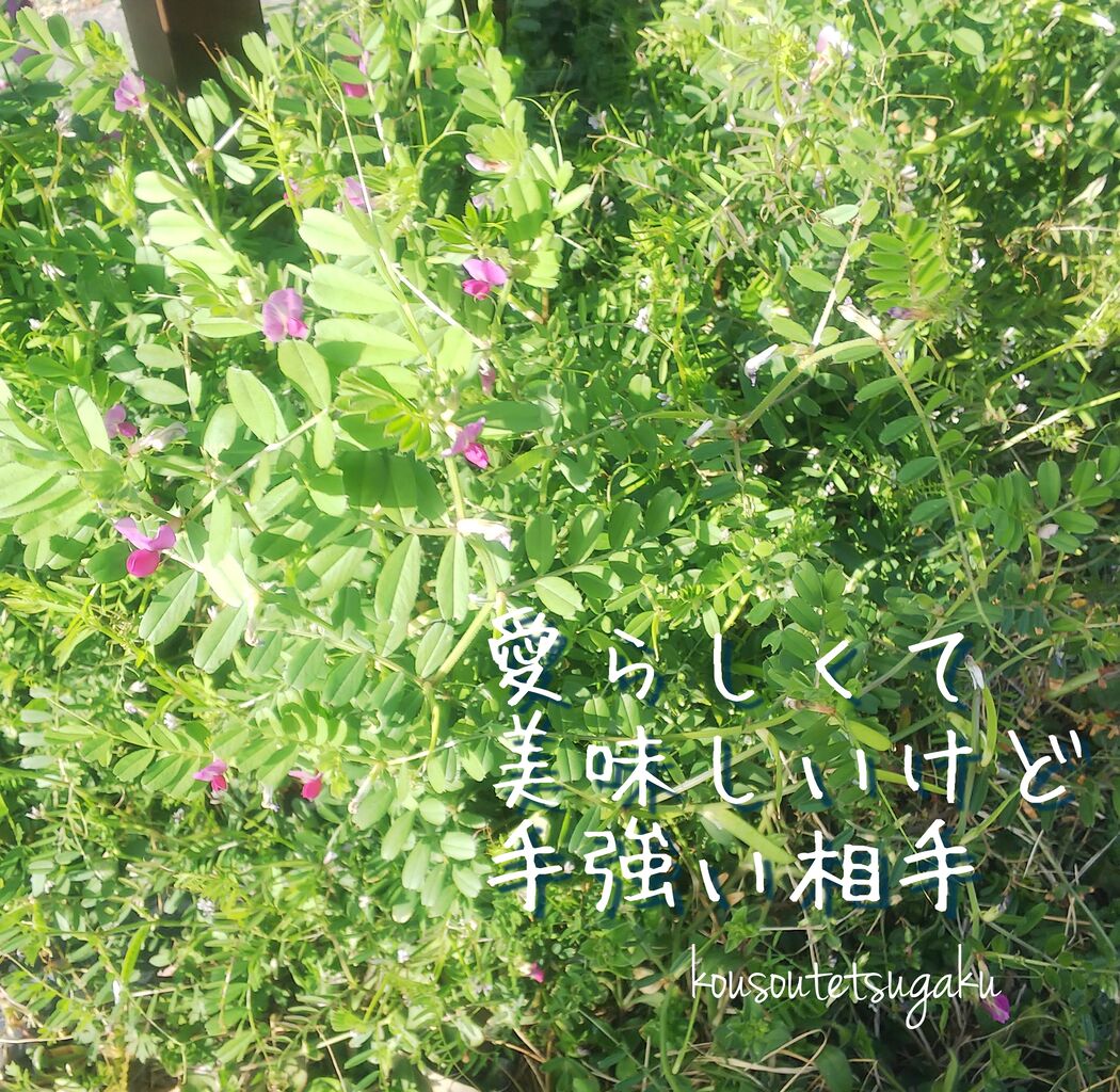 食べられる野草を知っていると便利なこと 月と太陽の幸草哲学
