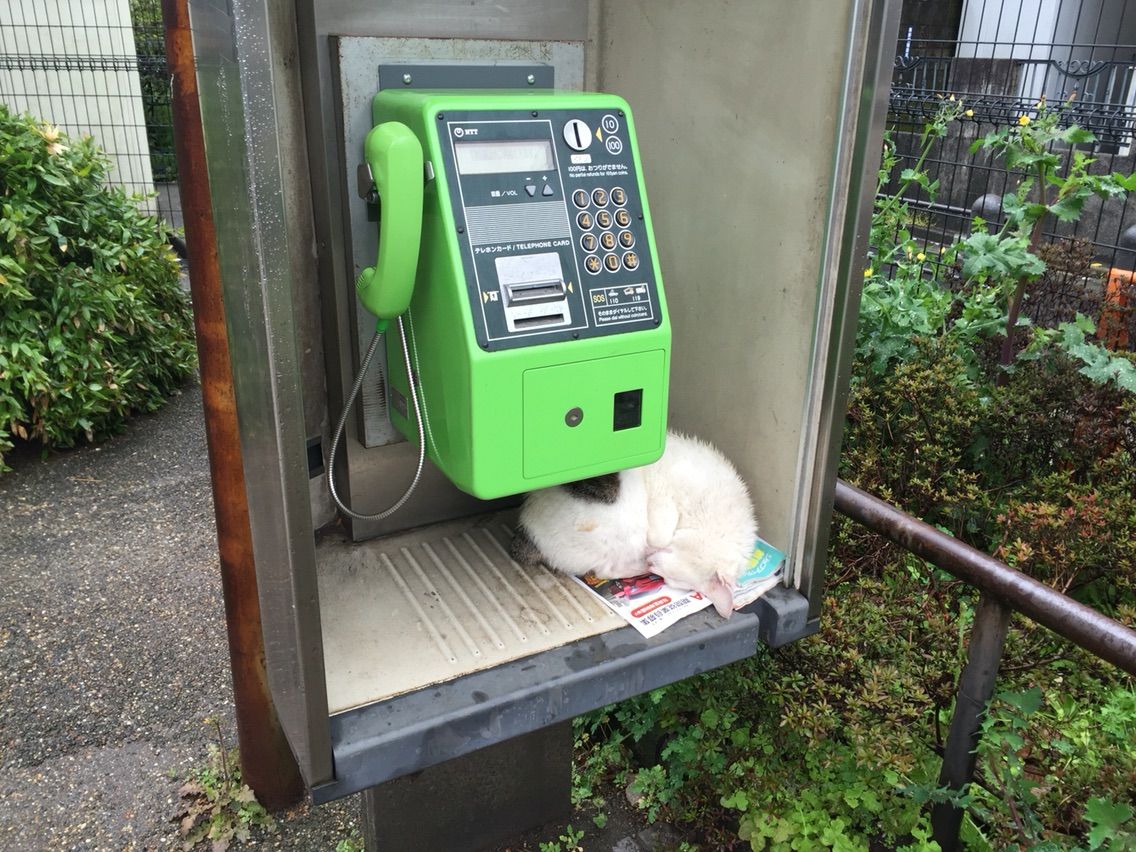 街で見かけた可愛い風景 こーたろー日記 街で見かけた可愛い風景 こーたろー日記