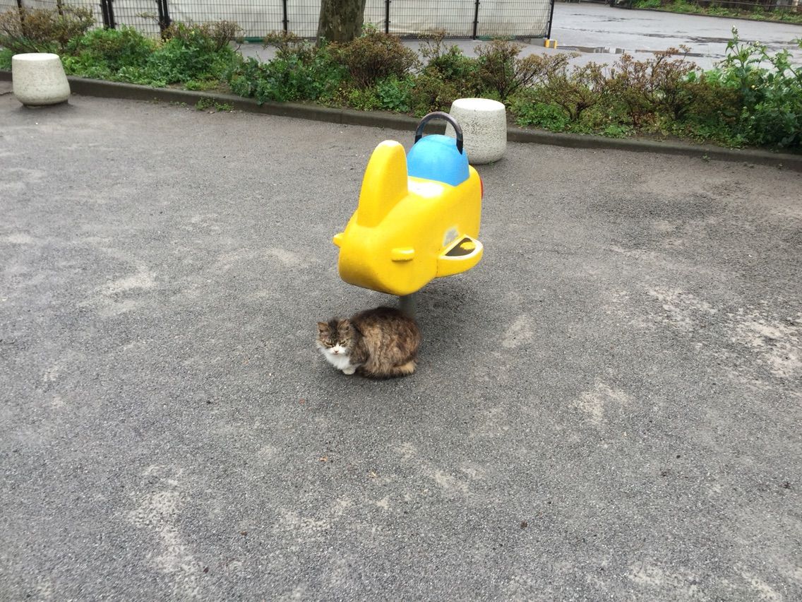 街で見かけた可愛い風景 こーたろー日記 街で見かけた可愛い風景 こーたろー日記