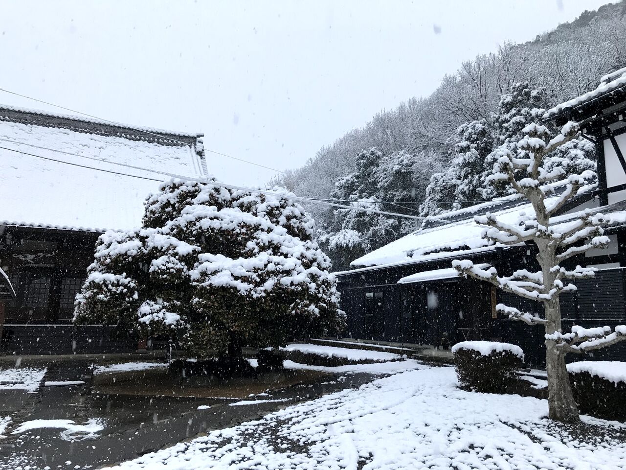 雪降る元旦となりました 岐阜県関市の溝徳寺 浄土真宗本願寺派 お西 雪降る元旦となりました 岐阜県関市の溝徳寺 浄土真宗本願寺派 お西