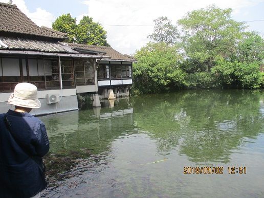 T430 人吉 熊本県 しらさぎ荘の落鮎 上荒田日記