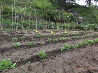 DSCF5016