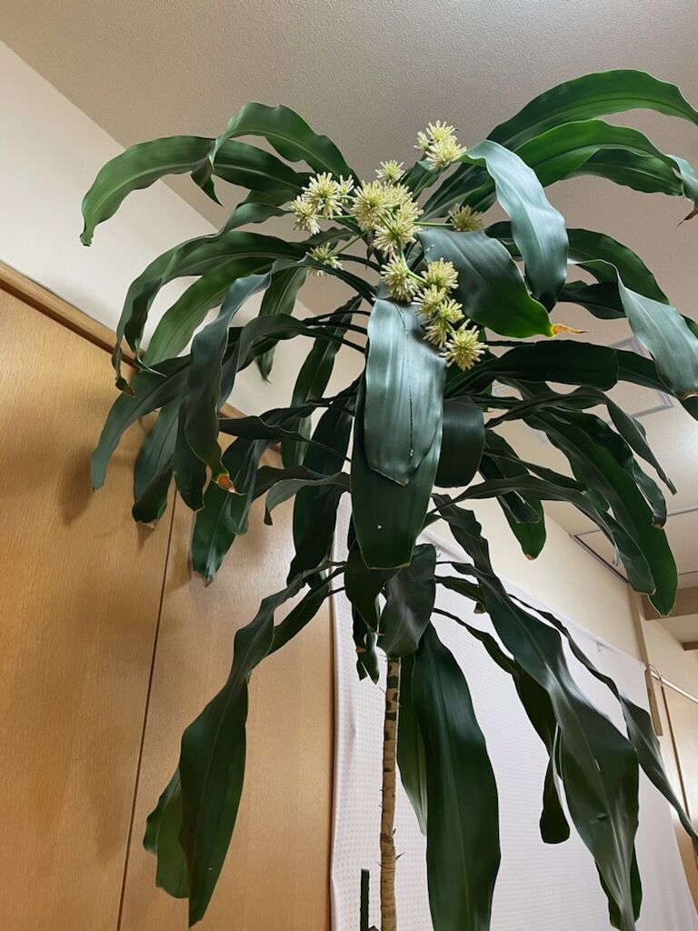 幸福の木に花が咲く 社会福祉法人 宏友会