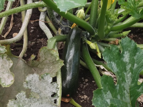 DSCF8731