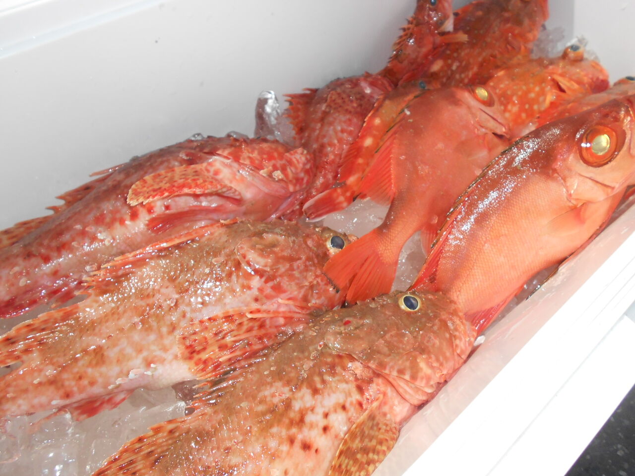 オニカサゴ ソウハチ 釣り船こうゆう丸の釣り情報