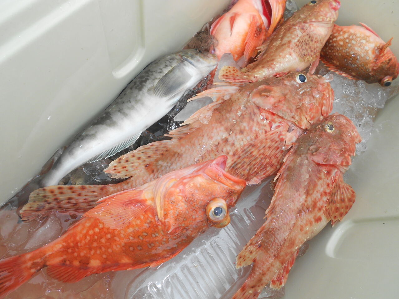 オニカサゴ ソウハチ 釣り船こうゆう丸の釣り情報