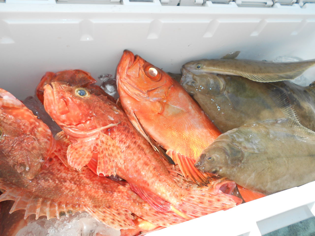 オニカサゴ ソウハチ 釣り船こうゆう丸の釣り情報