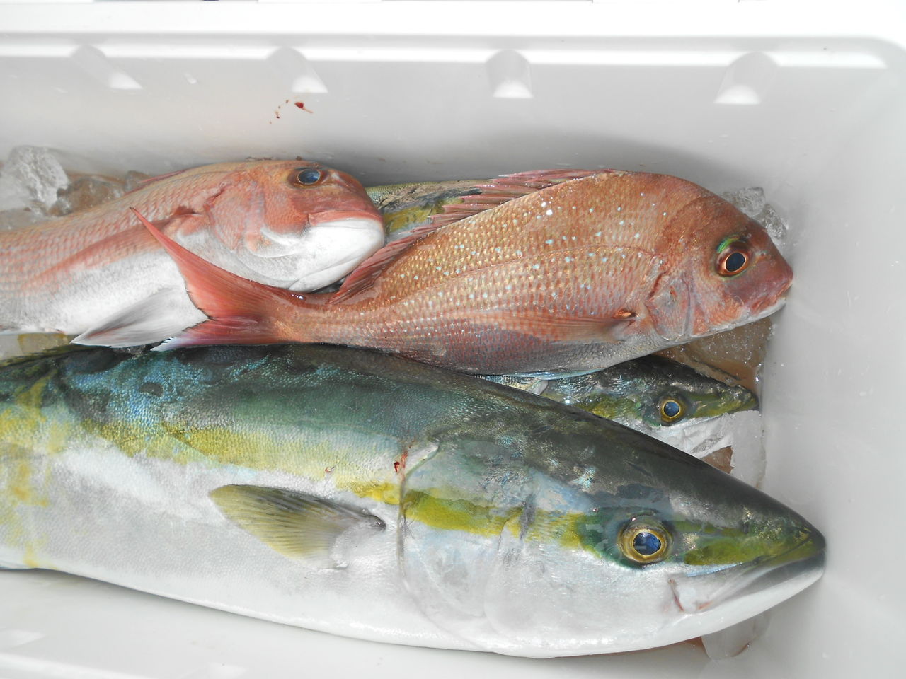 マダイ 釣り船こうゆう丸の釣り情報 マダイ 釣り船こうゆう丸の釣り情報