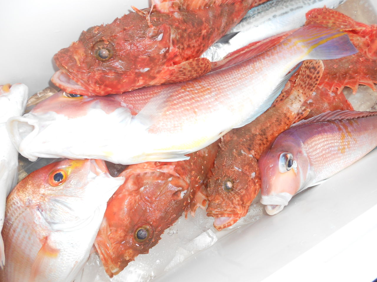 オニカサゴ アマダイ 釣り船こうゆう丸の釣り情報 オニカサゴ アマダイ 釣り船こうゆう丸の釣り情報